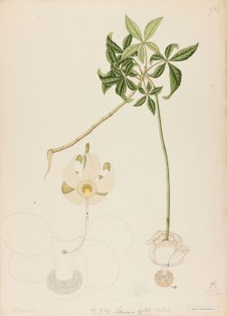 no HD illustration available (4)