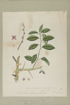 no HD illustration available (4)