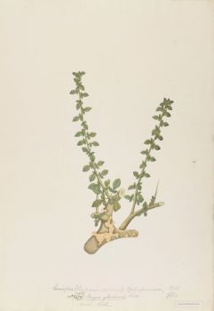 no HD illustration available (4)