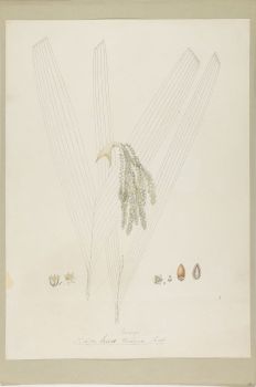 no HD illustration available (4)