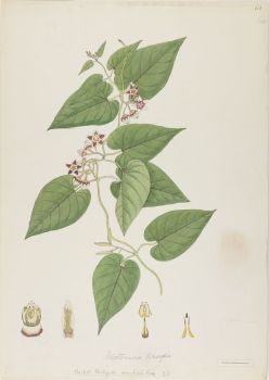 no HD illustration available (4)