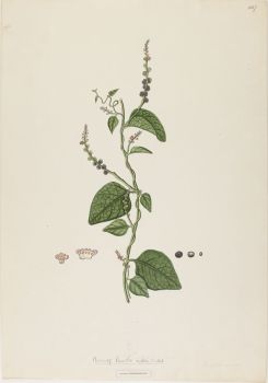 no HD illustration available (4)