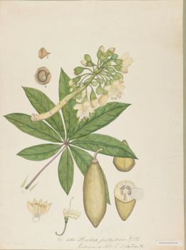 no HD illustration available (4)