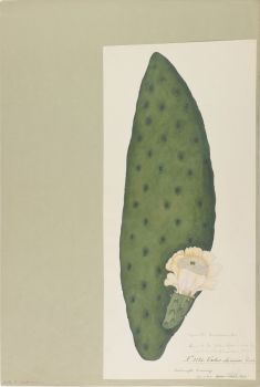 no HD illustration available (4)