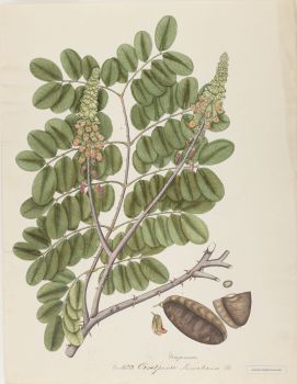 no HD illustration available (4)