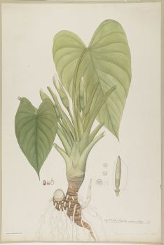 no HD illustration available (4)