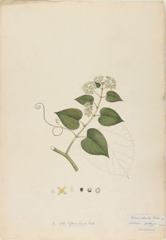 no HD illustration available (4)