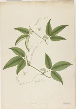 no HD illustration available (4)