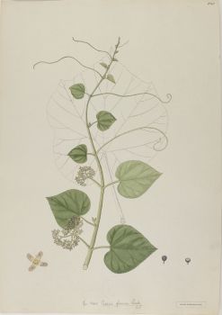 no HD illustration available (4)