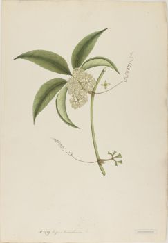 no HD illustration available (4)