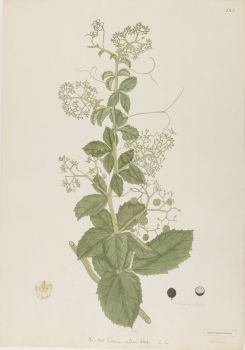 no HD illustration available (4)