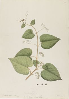 no HD illustration available (4)