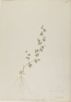 no HD illustration available (4)