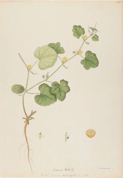 no HD illustration available (4)