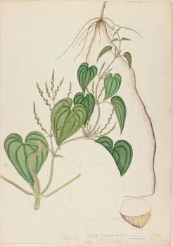 no HD illustration available (4)