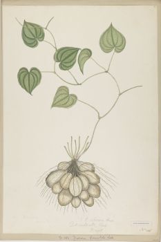 no HD illustration available (4)