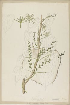 no HD illustration available (4)