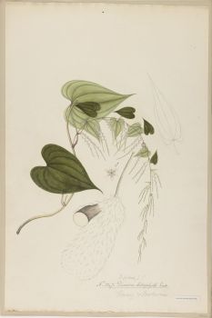 no HD illustration available (4)