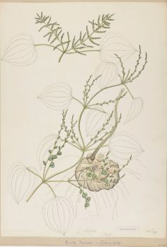 no HD illustration available (4)