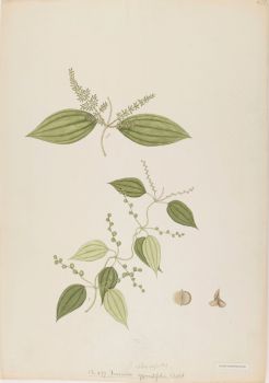 no HD illustration available (4)