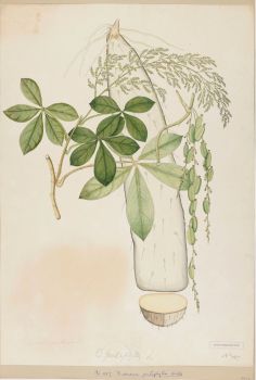 no HD illustration available (4)