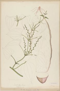 no HD illustration available (4)