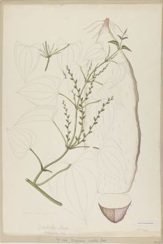 no HD illustration available (4)