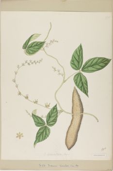 no HD illustration available (4)