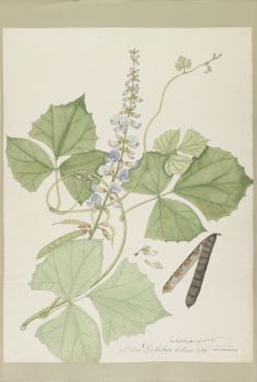 no HD illustration available (4)