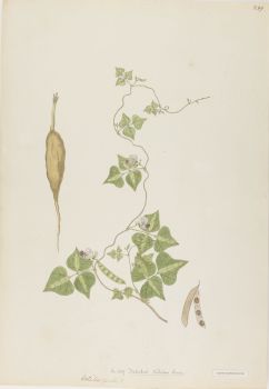 no HD illustration available (4)