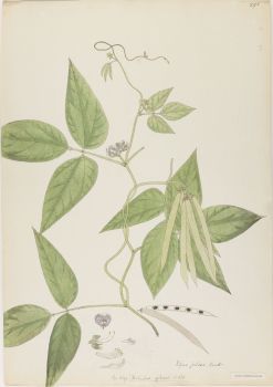 no HD illustration available (4)