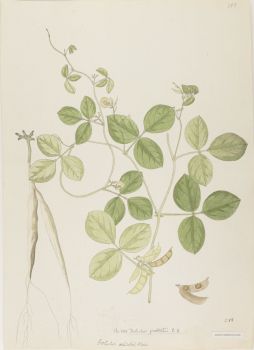 no HD illustration available (4)