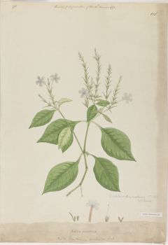 no HD illustration available (4)