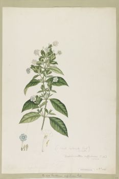 no HD illustration available (4)