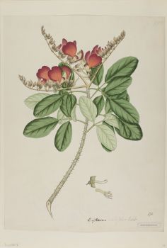 no HD illustration available (4)