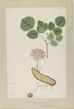 no HD illustration available (4)