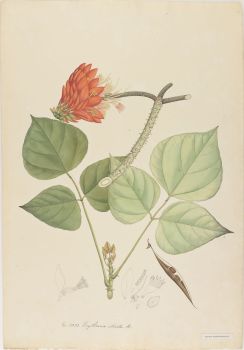 no HD illustration available (4)