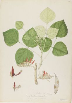 no HD illustration available (4)