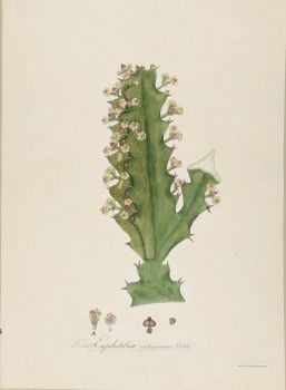 no HD illustration available (4)