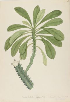 no HD illustration available (4)