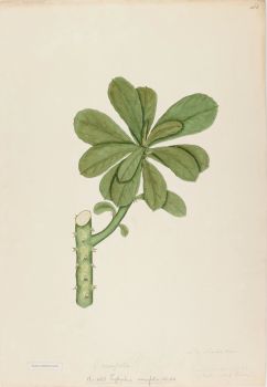 no HD illustration available (4)