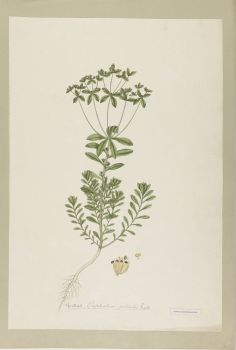 no HD illustration available (4)