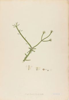 no HD illustration available (4)