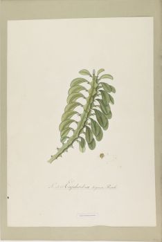 no HD illustration available (4)