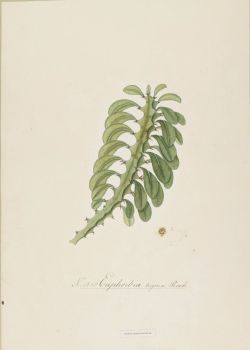 no HD illustration available (4)