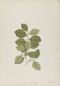 no HD illustration available (4)