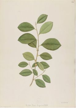 no HD illustration available (4)