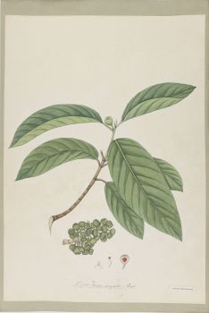 no HD illustration available (4)