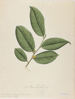 no HD illustration available (4)