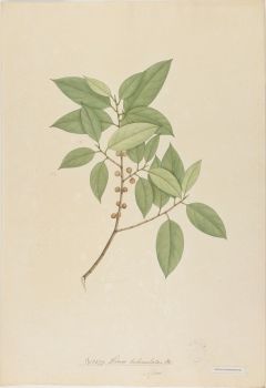 no HD illustration available (4)